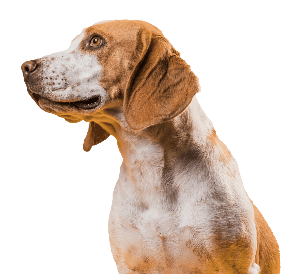 Perro para la sección de estudios veterinarios