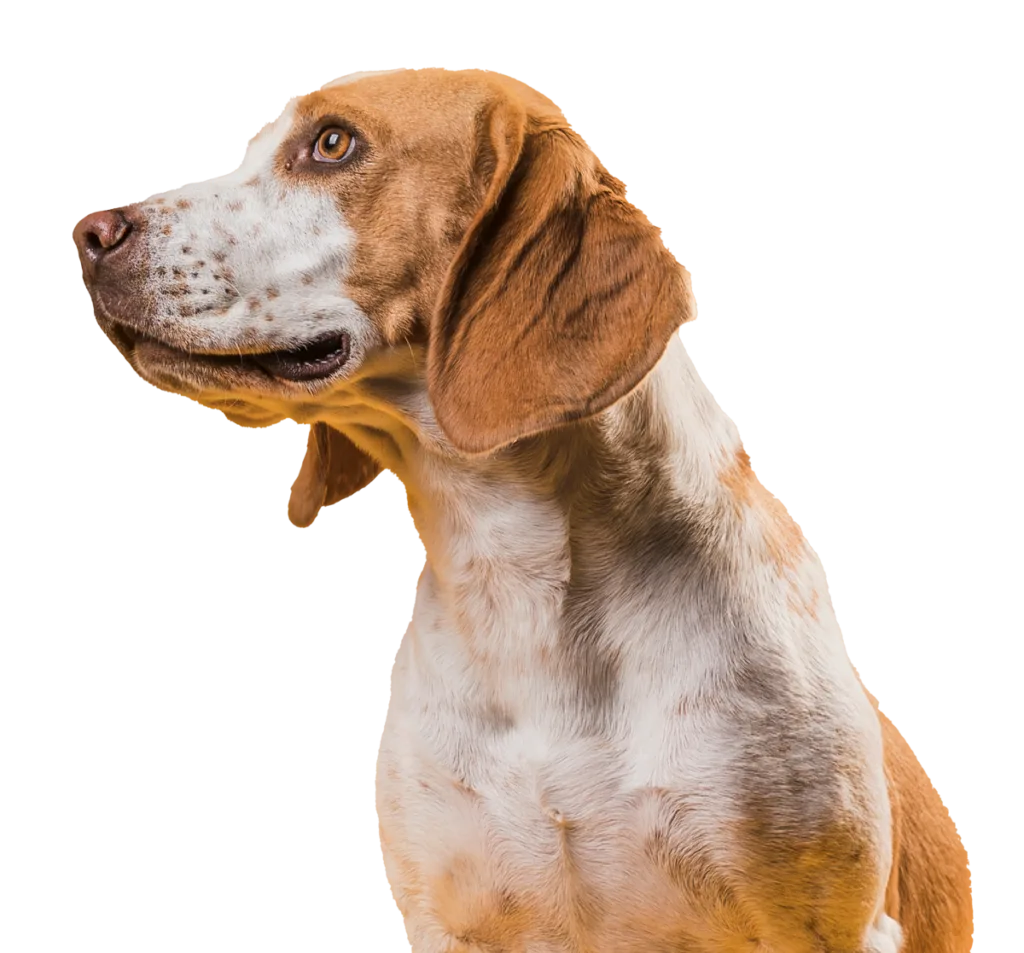 Perro para la sección de estudios veterinarios